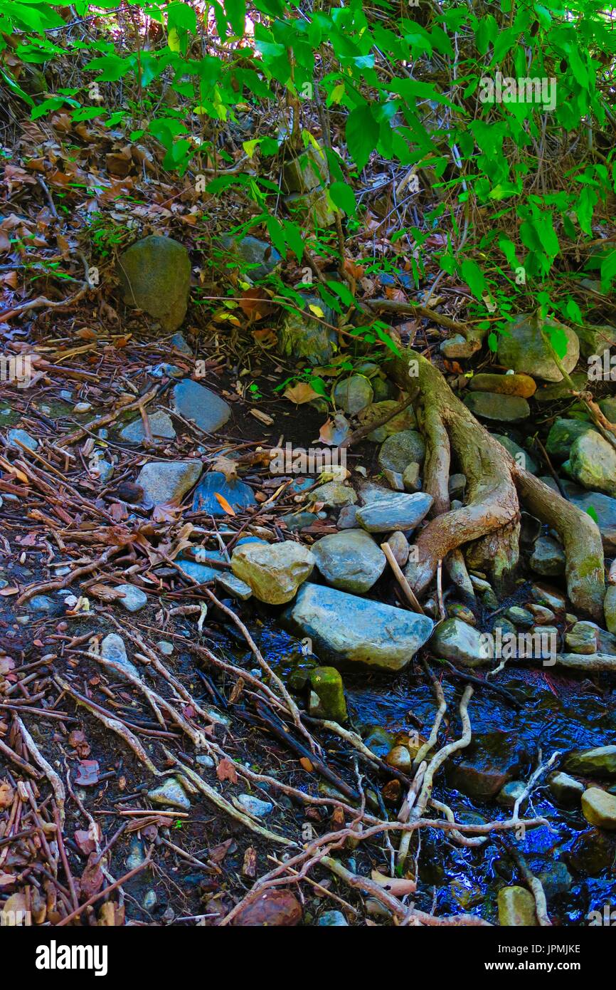 Tree roots reaching into a spring, water flowing right out of the ground Stock Photo