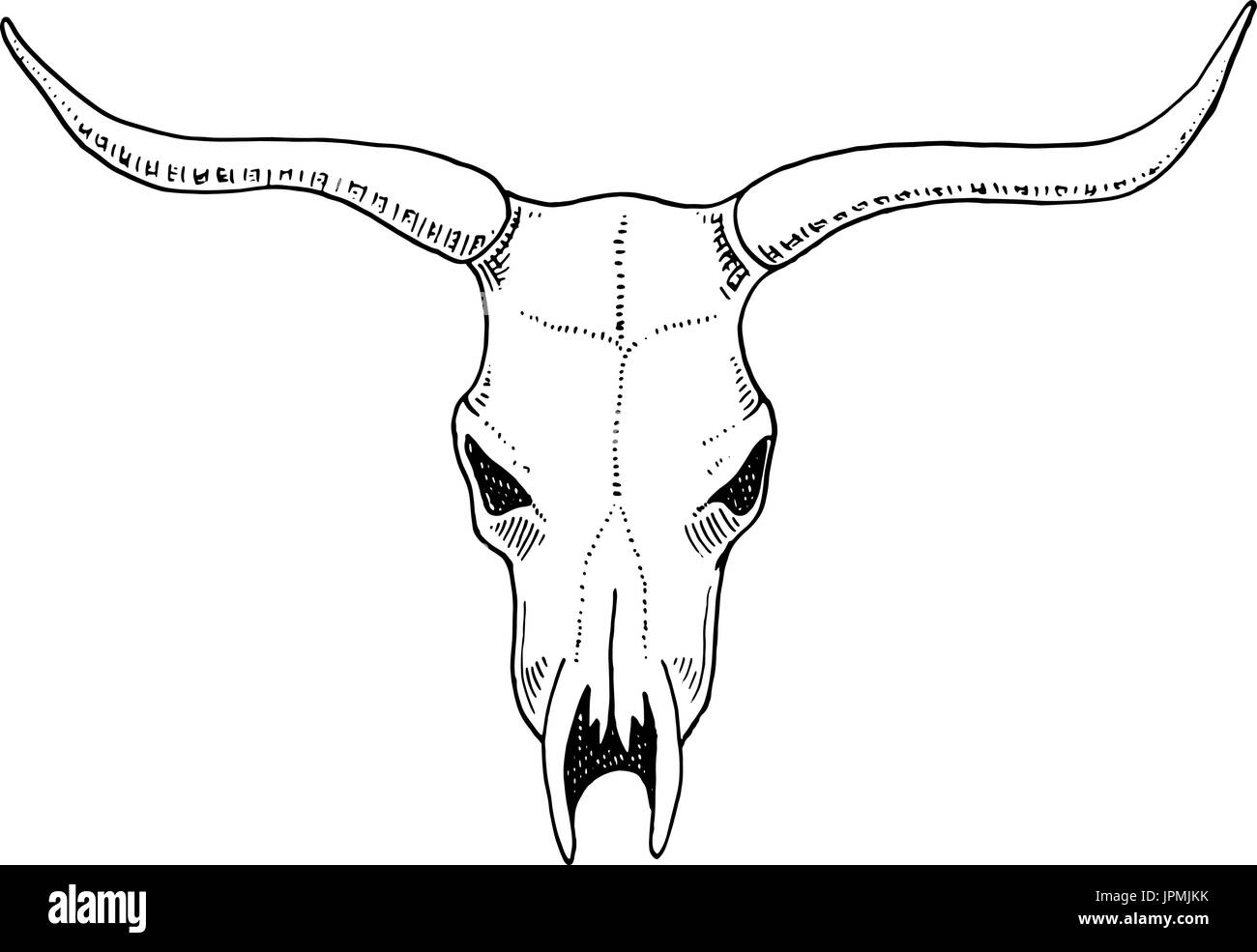 biology or anatomy illustration. engraved hand drawn in old sketch and vintage style. skull or skeleton silhouette. Bull or animal with horns. Stock Vector