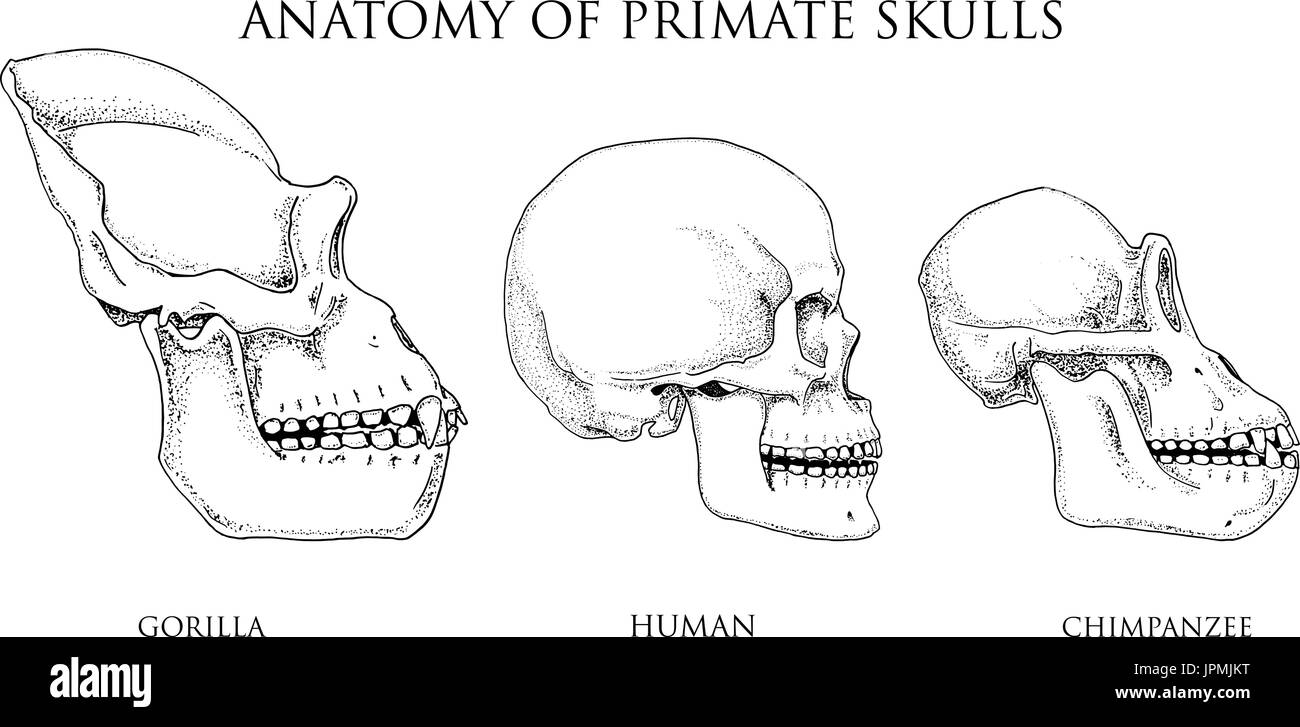 Human and chimpanzee, gorilla. biology and anatomy illustration. engraved hand drawn in old sketch and vintage style. monkey skull or skeleton or bones silhouette. view or face or profile. Stock Vector