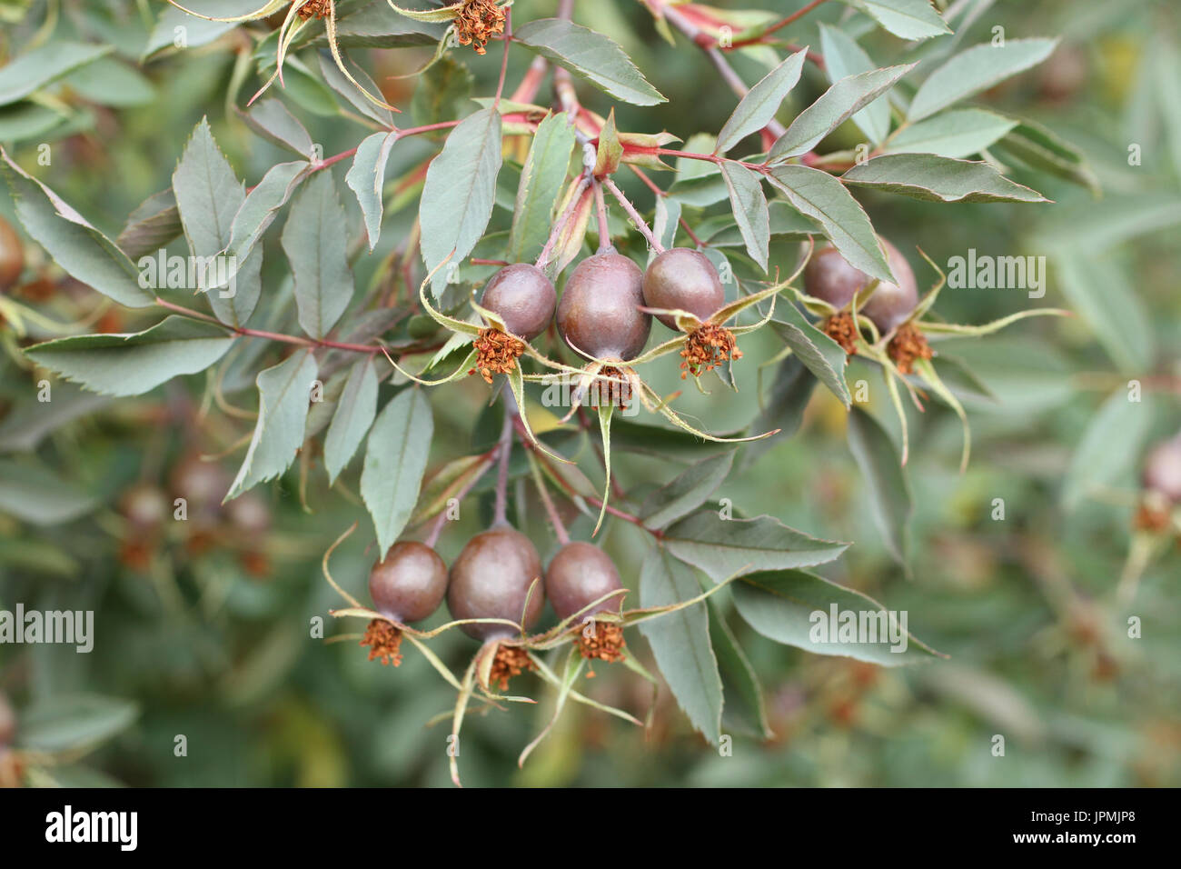 Yellow wild rose hips hi-res stock photography and images - Alamy