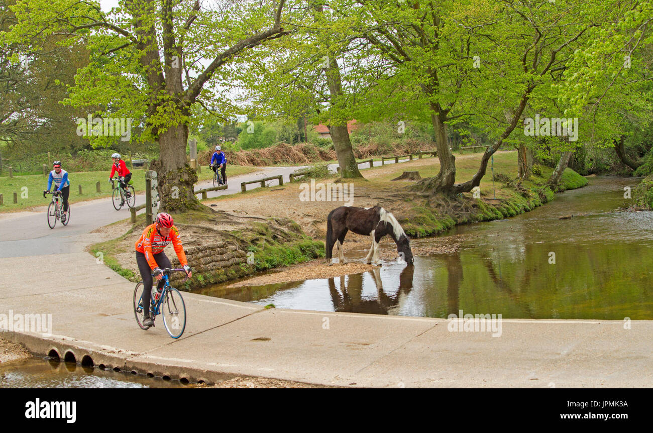 Cyclists riding on English country road through woodlands and past  horse drinking in river in the New Forest Stock Photo