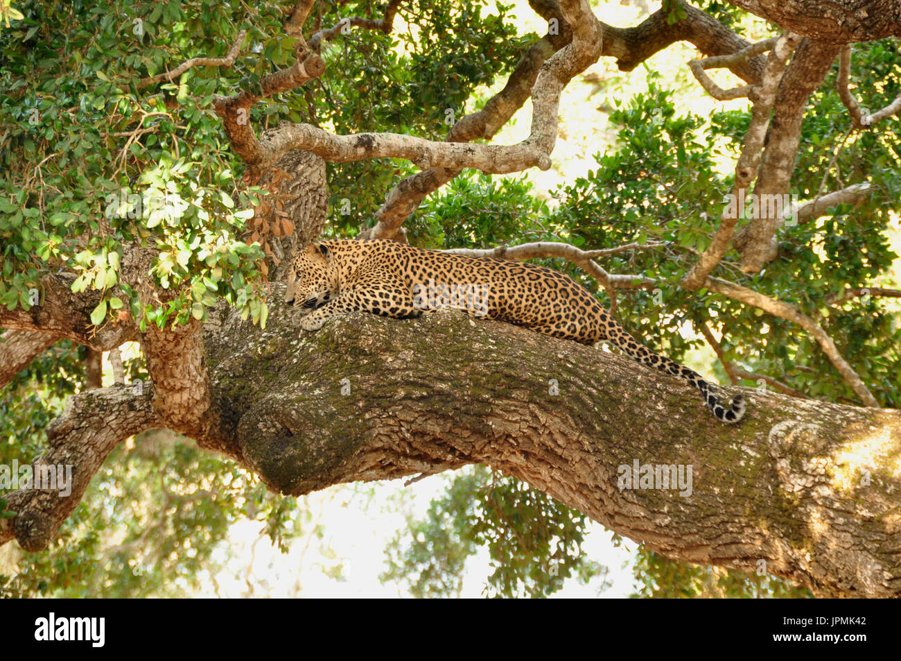 Awakening in this tree here in the wilds of Sri Lanka Awakening in this ...
