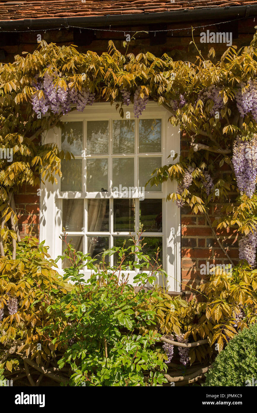 Window with white frame surrounded by wisteria with mauve flowers against red brick wall of cottage in English village of Denham Stock Photo