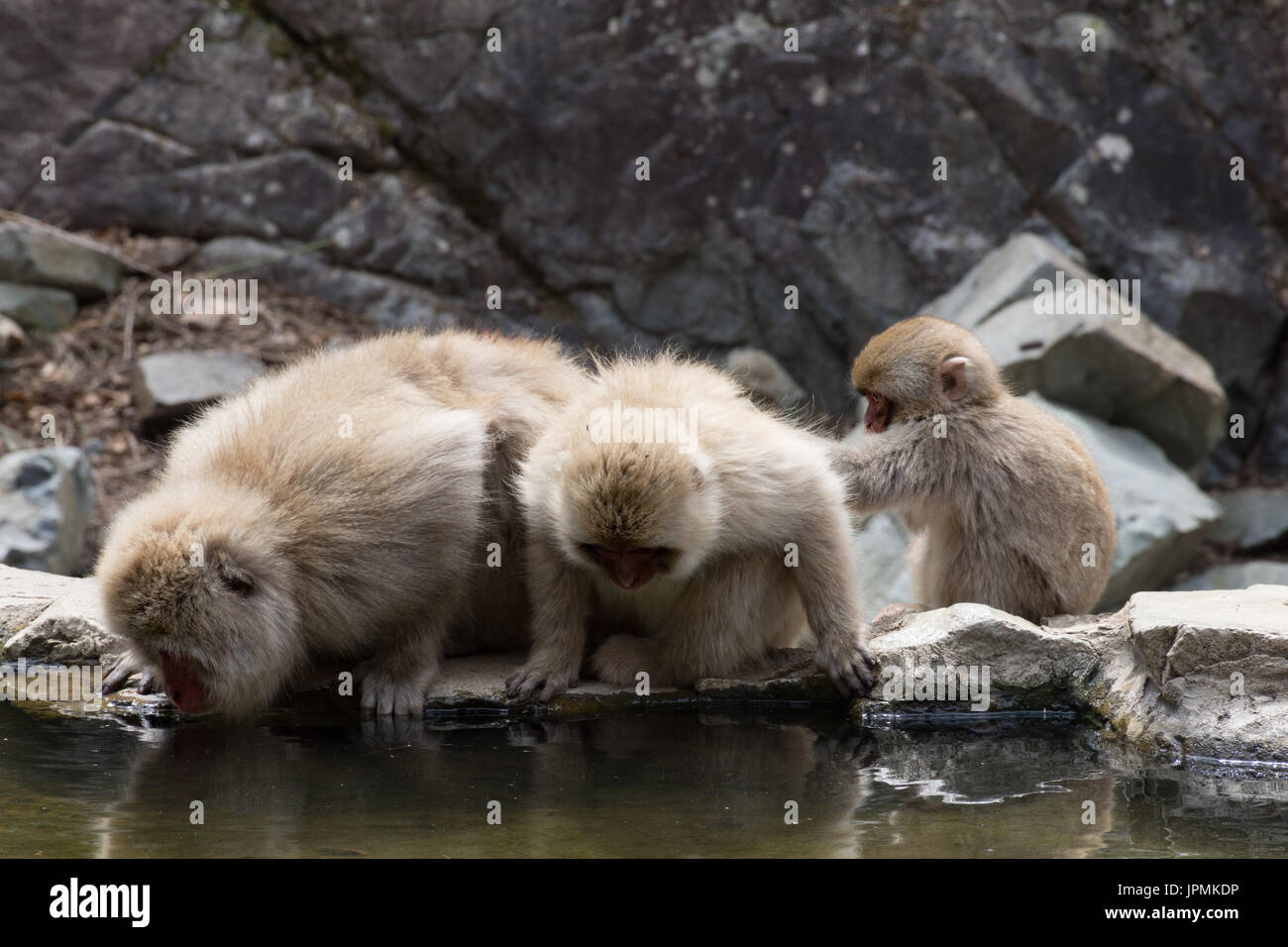 Two adult snow monkeys drinking water from a hot spring pool with the baby monkey grooming the adult. Stock Photo