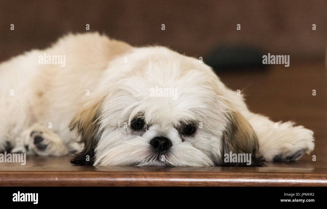 Cute Puppy Dog Laying on a Wood Floor Stock Photo - Alamy