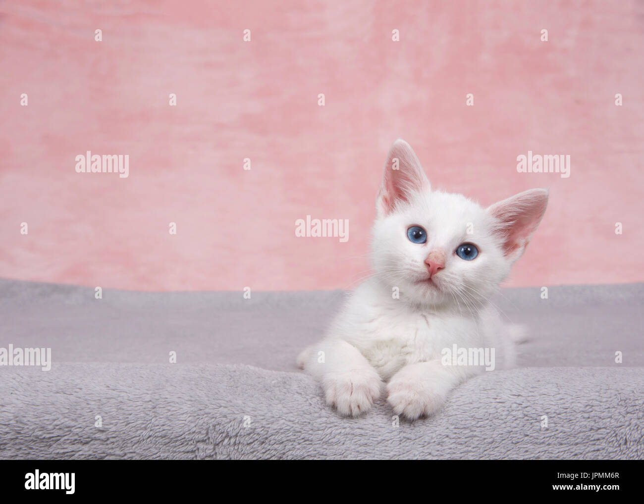 Small fluffy white kitten laying on a fluffy gray blanket looking
