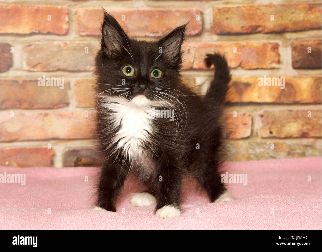 Long haired tuxedo kitten with long white whiskers standing on a pink  blanket looking slightly to viewers right with an inquisitive look about  it. Bri Stock Photo - Alamy
