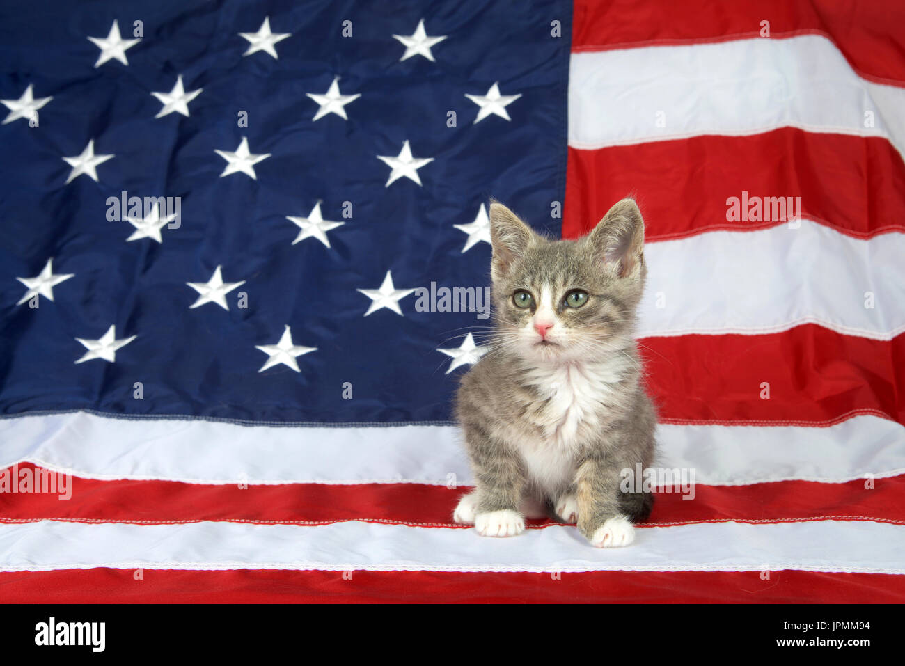 Cute, proud, happy smiling kitty character wearing patriotic stars and  stripes American flag hat. Hand drawn water color graphic paint on white  background, isolated. Red, blue, ginger, orange colours. Stock Illustration  |, image size:1300x957