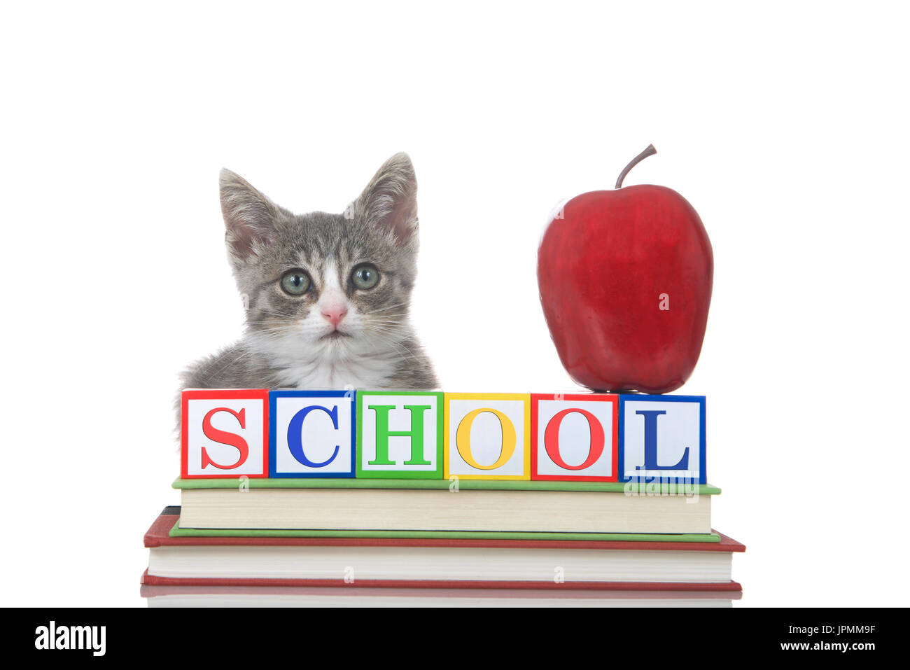 One small gray and white tabby kitten crouched on school books with colorful wood blocks, creating word school, apple sitting on top. Isolated on whit Stock Photo