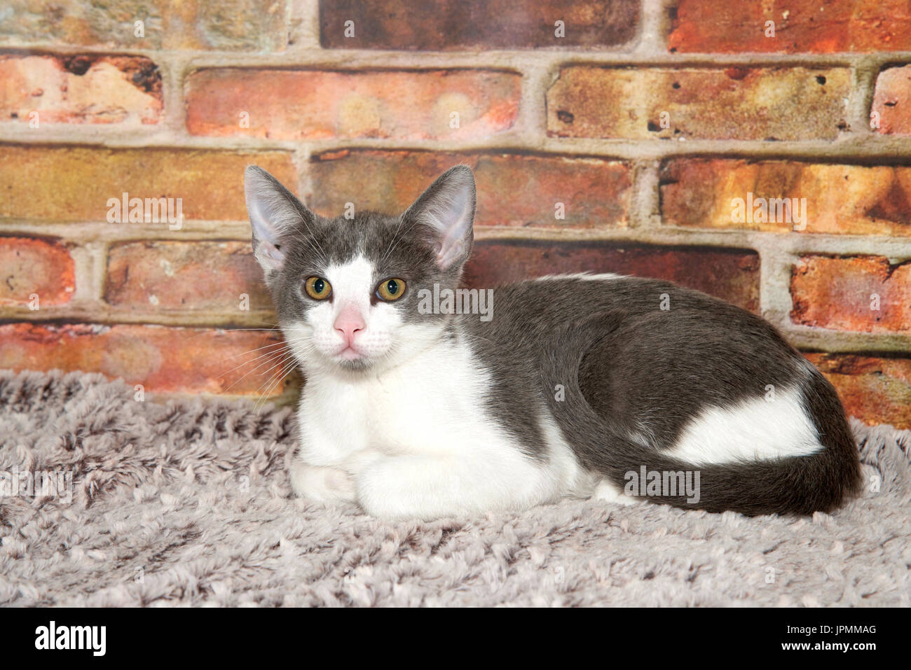 Small Fluffy Gray And White Kitten With Pink Nose Laying On A Gray