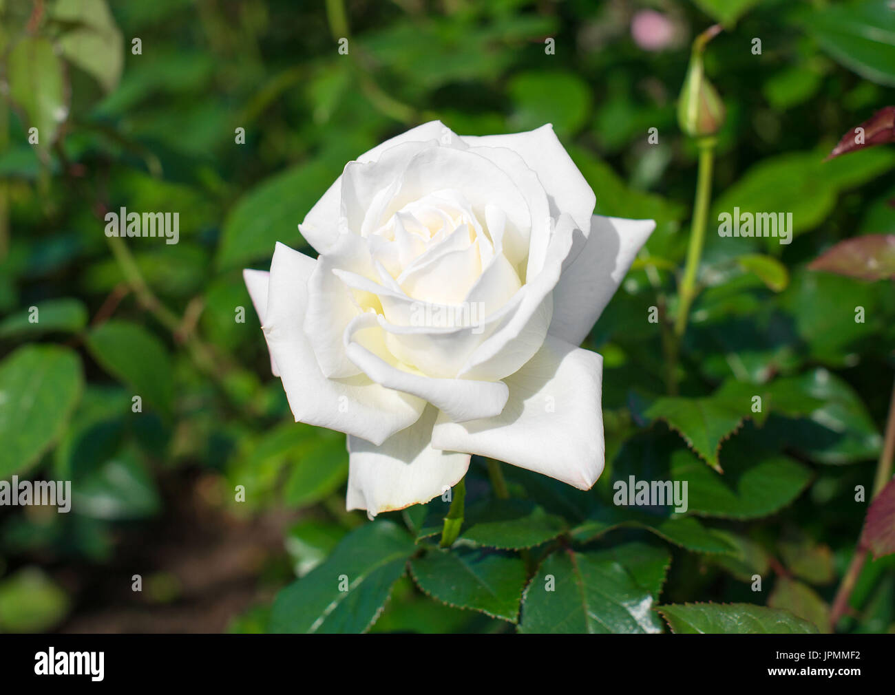 White Rose Blooms In The Garden Stock Photo Alamy