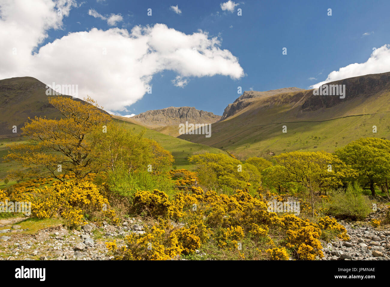 Landscape of treeless hills daubed with golden flowers of gorse & Scafell pike on horizon under blue sky in Lake District national park, England Stock Photo