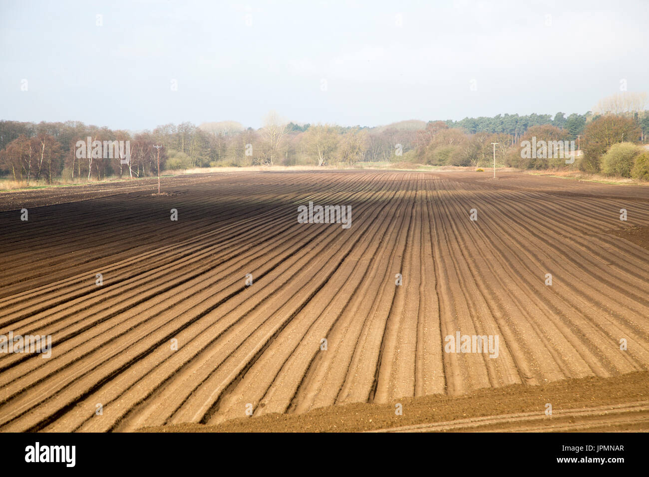 Rows made in sandy soil in field, Suffolk Sandlings landscape, Butley, Suffolk, England, UK Stock Photo