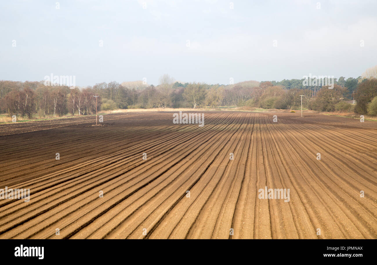 Rows made in sandy soil in field, Suffolk Sandlings landscape, Butley, Suffolk, England, UK Stock Photo