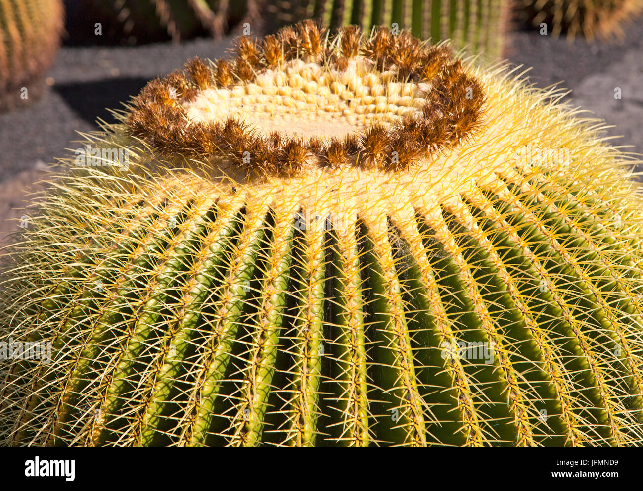 Jardin de Cactus designed by César Manrique, Guatiza, Lanzarote, Canary Islands, Spain - Cactaceae, Echinocactus grusonil, Stock Photo