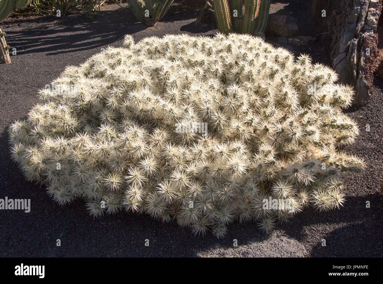 Cactaceae, Optunia Tunicata, from Mexico. Jardin de Cactus designed by César Manrique, Guatiza, Lanzarote, Canary Islands, Spain Stock Photo