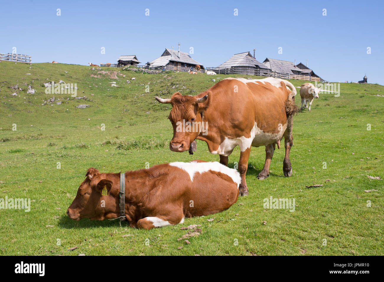 Velika planina plateau, Slovenia, Mountain village in Alps, wooden houses in traditional style, popular hiking destination, cattle / cows grasing Stock Photo