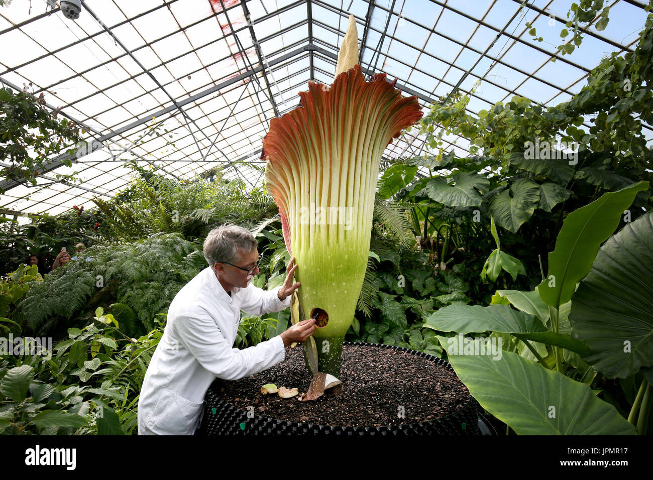 Research associate Dr Axel Dalberg Poulsen examines an Amorphophallus titanum, or titan arum, one of the world's biggest and smelliest flowers, which has bloomed at the Royal Botanic Garden in Edinburgh. Stock Photo