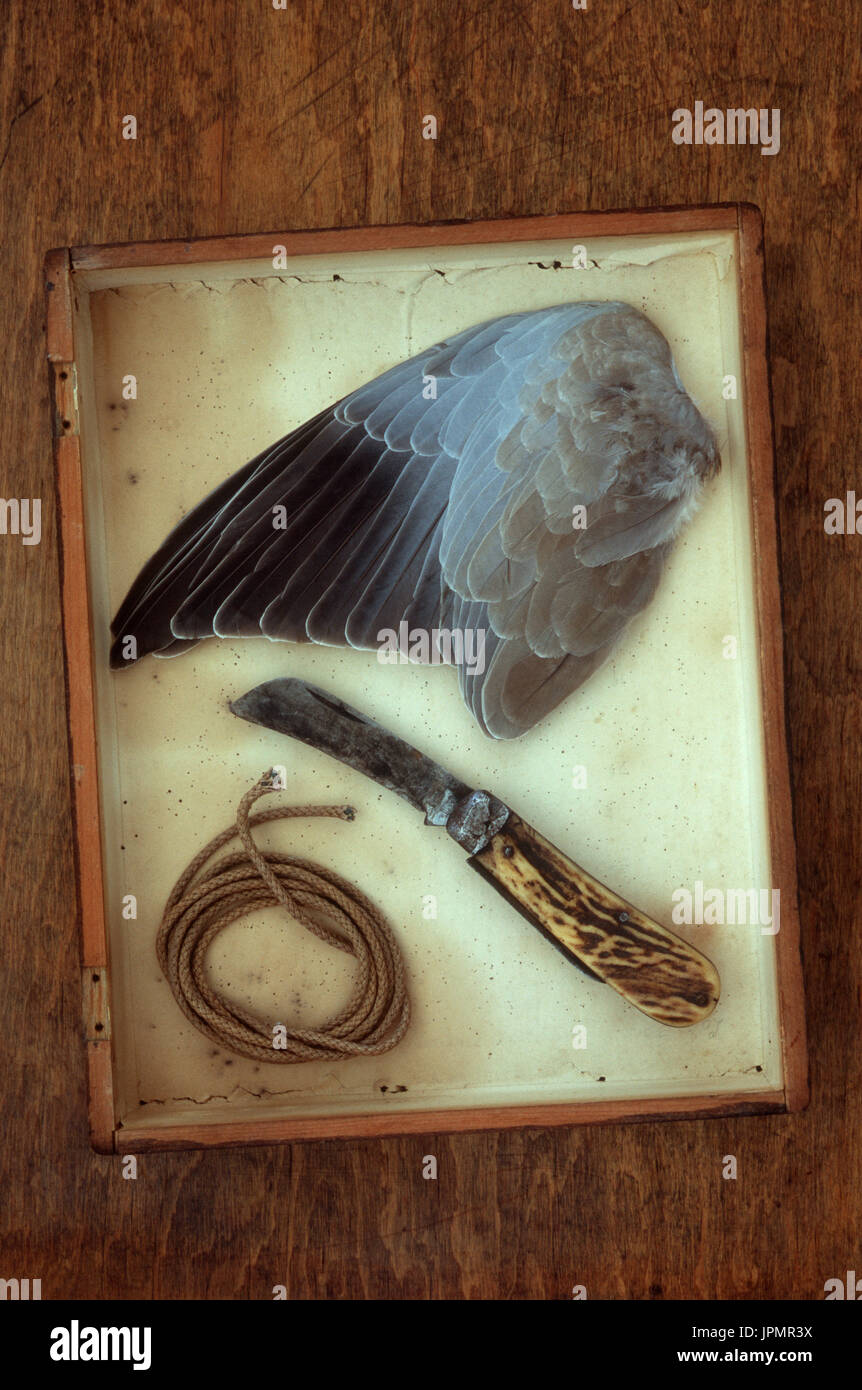 Wing of collared dove lying in shallow specimen box with hunters