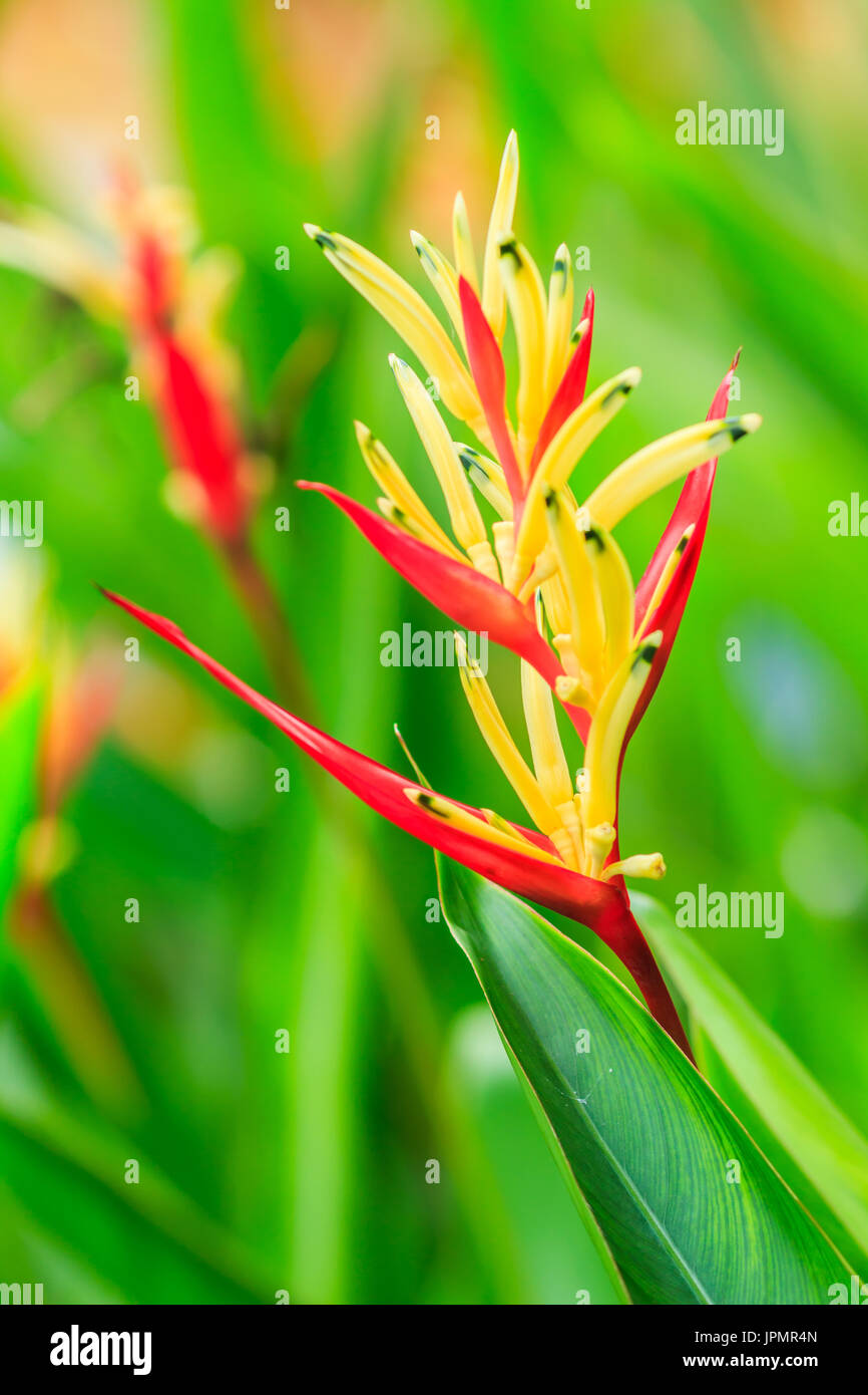 Yellow and red Heliconia flowers in the garden Stock Photo
