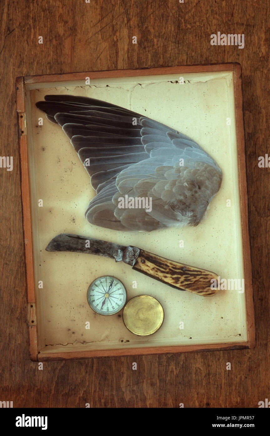 Wing of collared dove lying in shallow specimen box with hunters