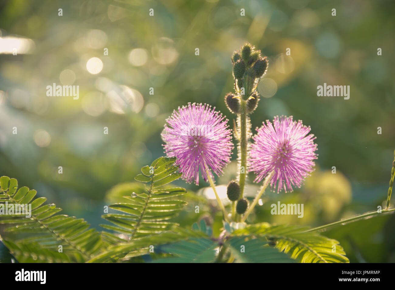 Closeup photo of a thistle wildflower in the field in thailand Stock Photo