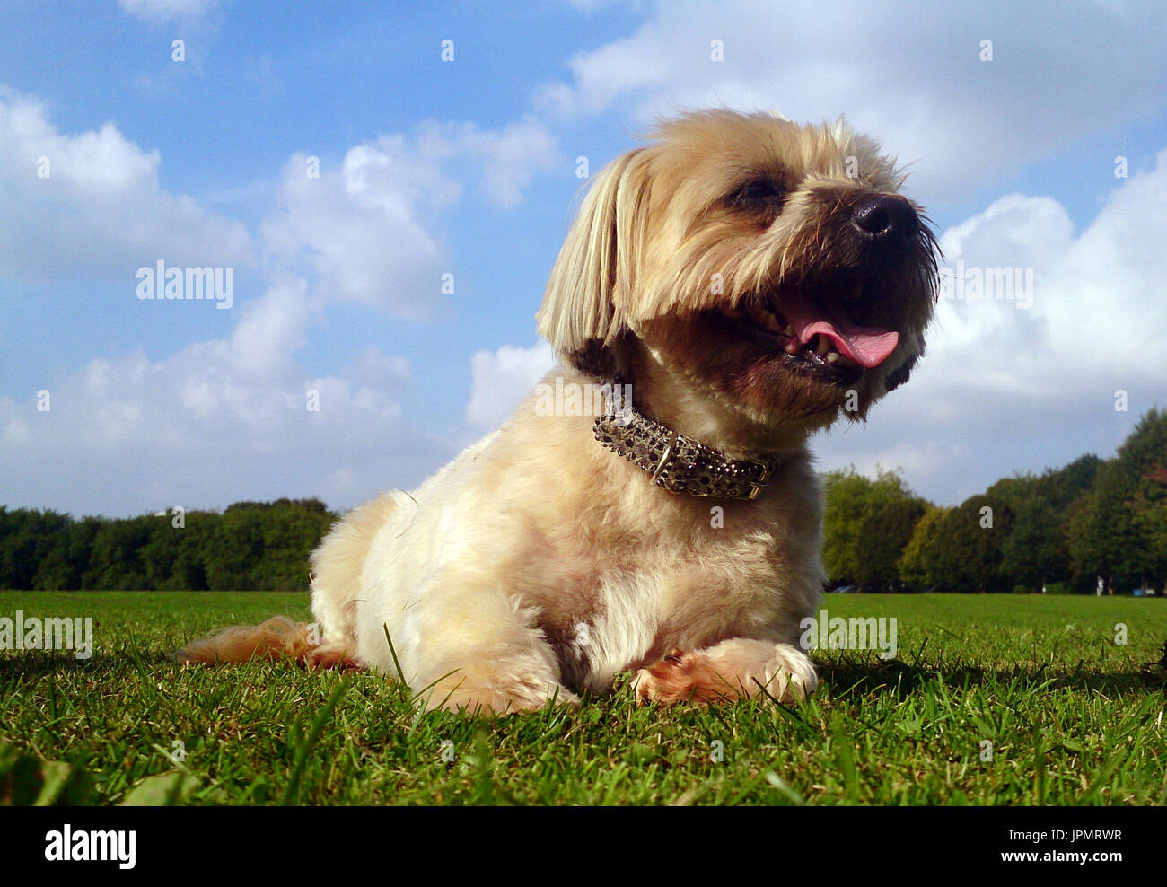 Canine Capers / World of Dog Stock Photo Alamy