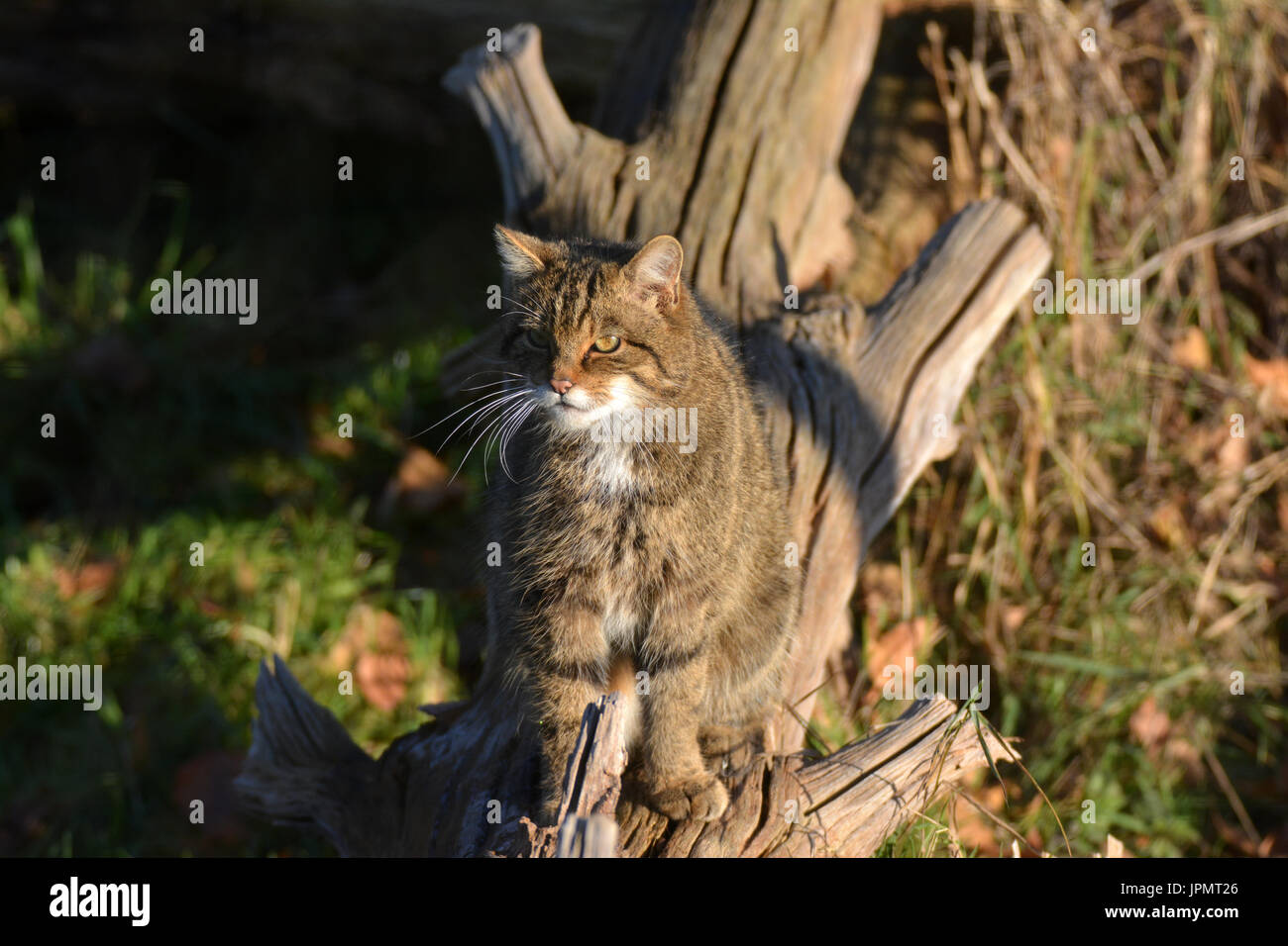 Scottish Wild Cat (Felis silvestris) - rare pure wild cat Stock Photo