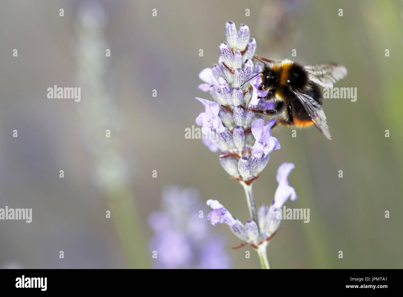 White tailed Bumblebee collecting nectar from lavender flowers. Stock Photo
