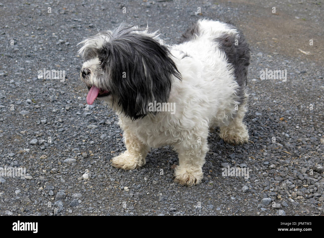 Canine Capers / World of Dog Stock Photo Alamy