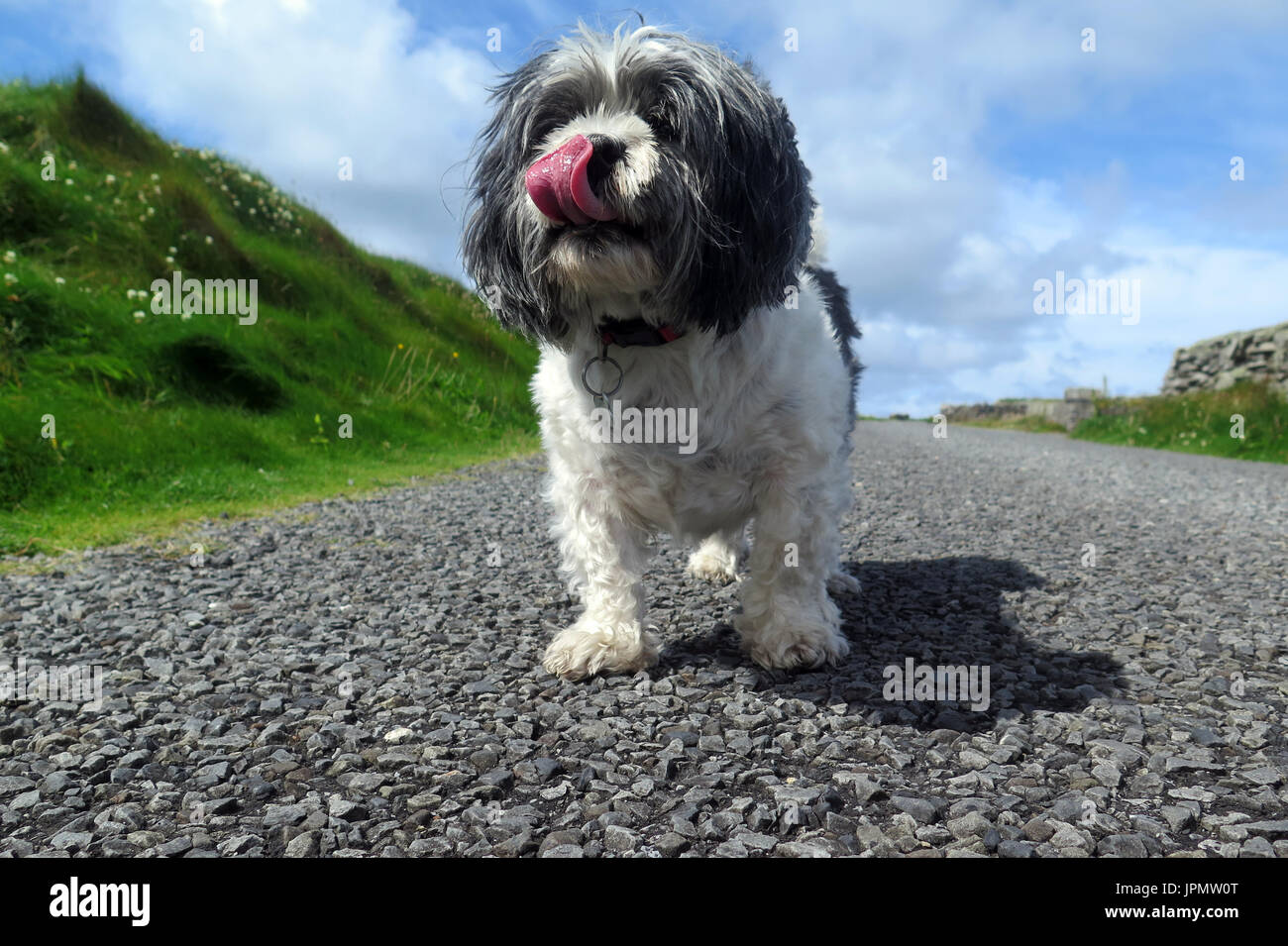 Canine Capers / World of Dog Stock Photo