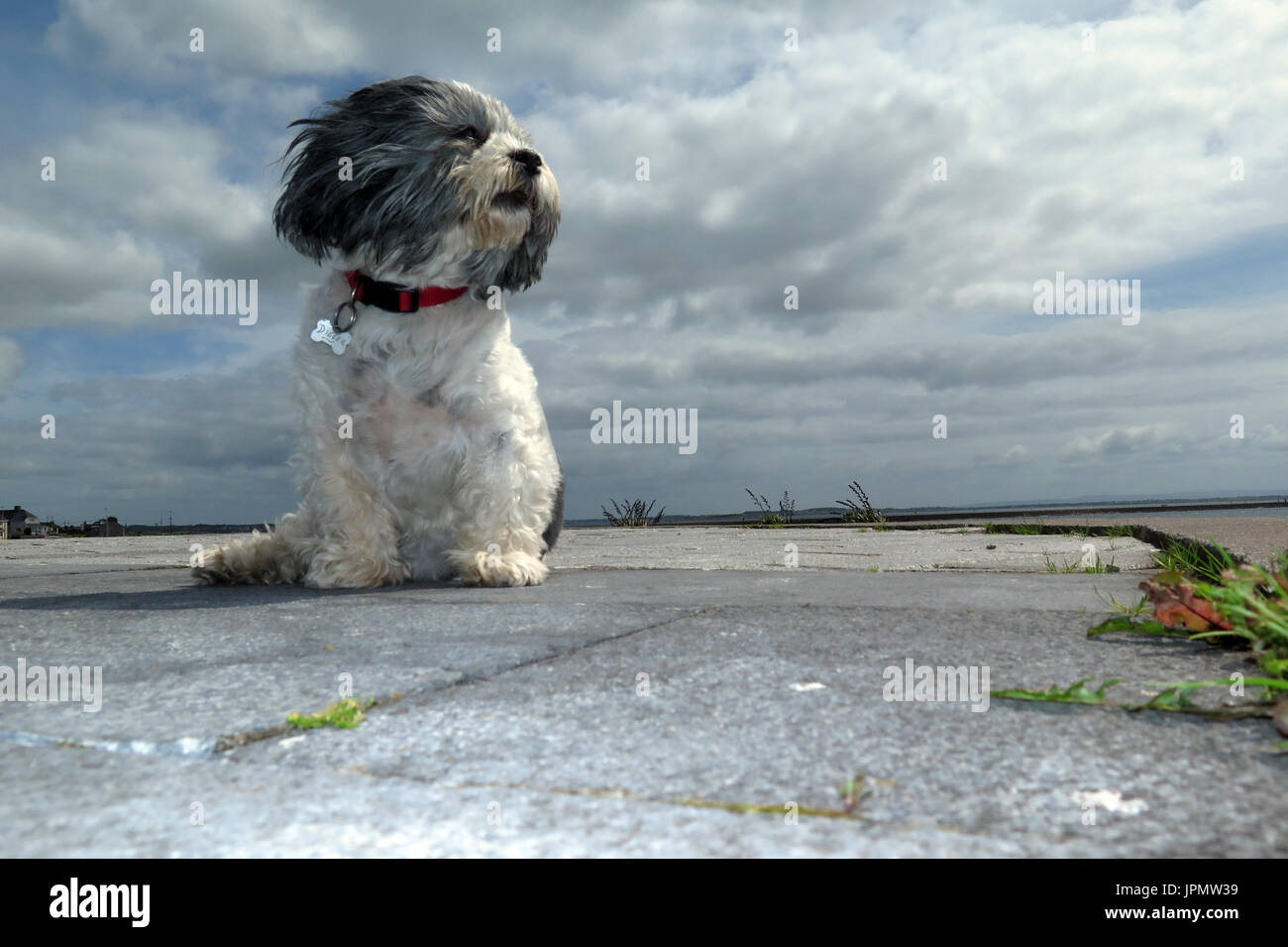 Canine Capers / World of Dog Stock Photo Alamy