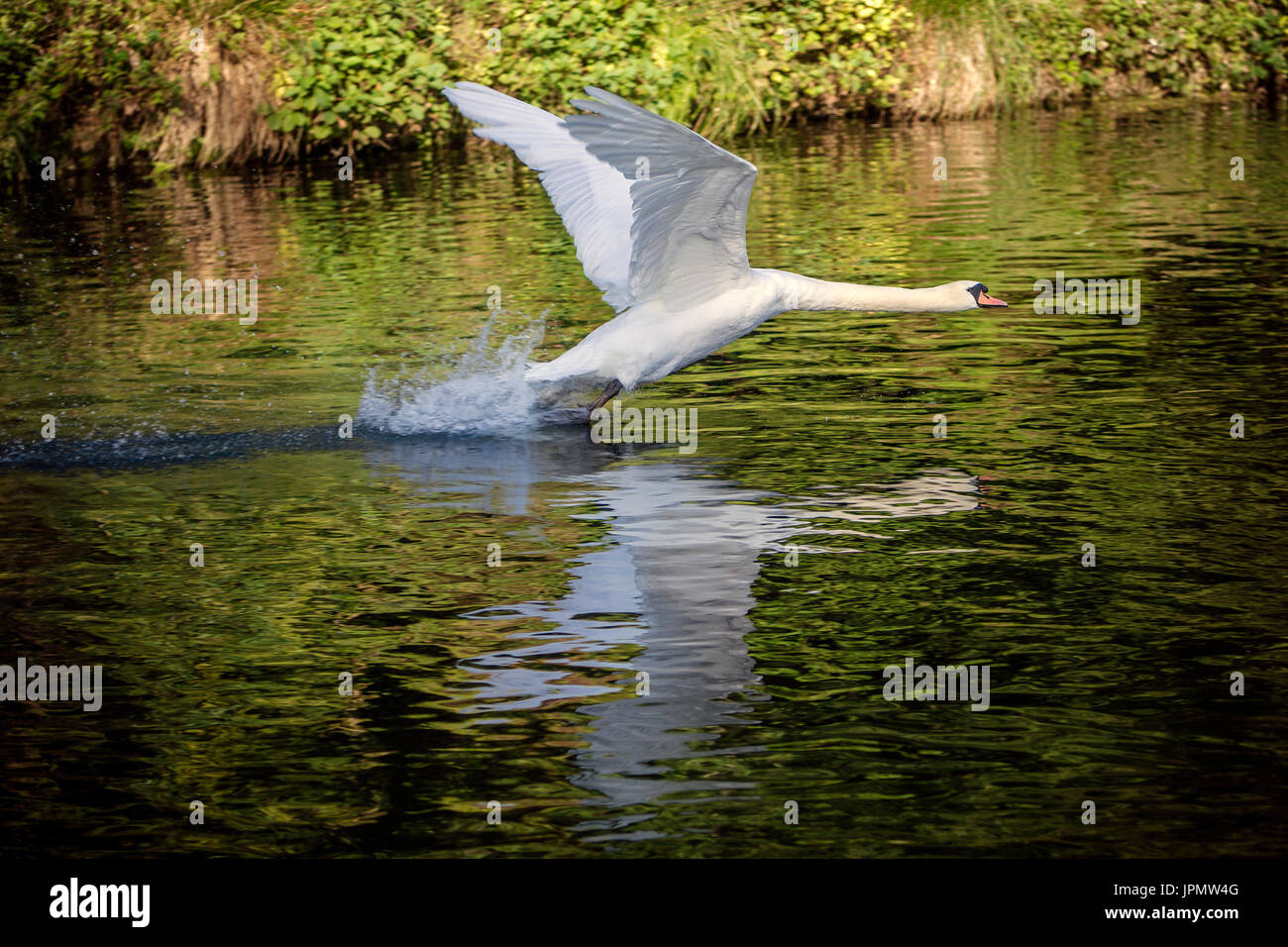 Adult mute swan landing on River Test, Leckford, Hampshire Stock Photo