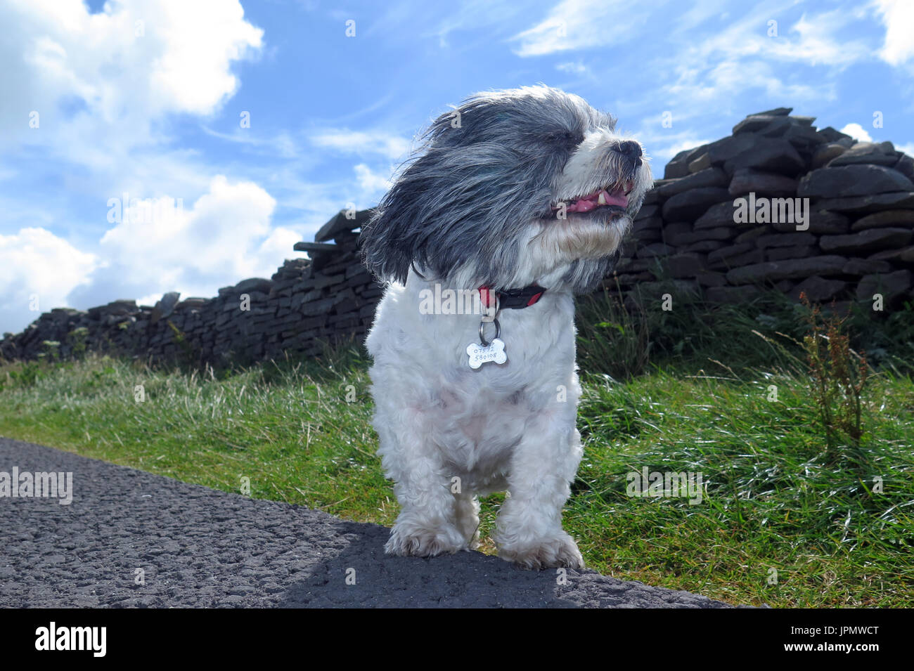 Canine Capers / World of Dog Stock Photo Alamy