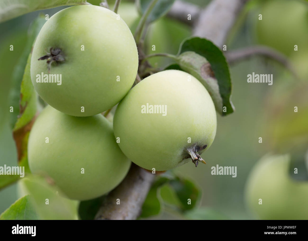 close up of green apples on a tree. Stock Photo