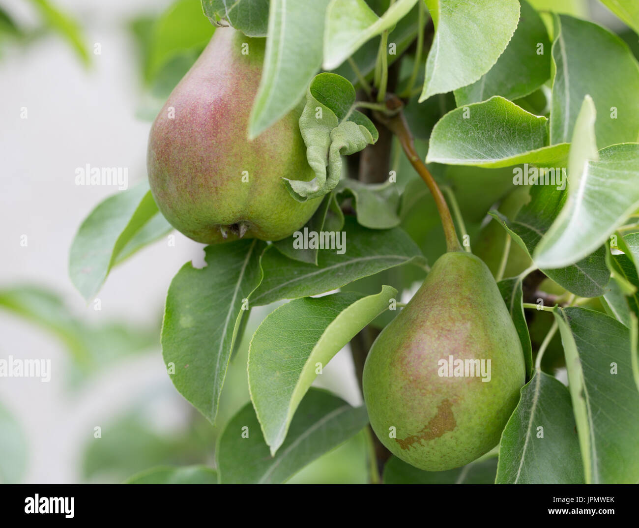 close up of green pears on a tree. Stock Photo