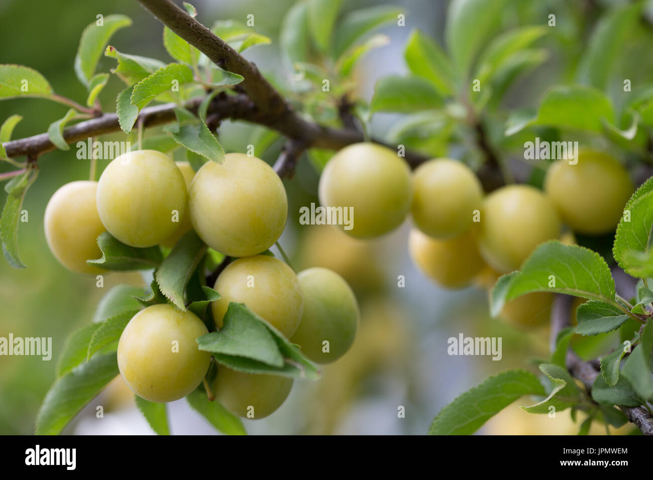 close up of yellow cherry plums on a tree. Stock Photo