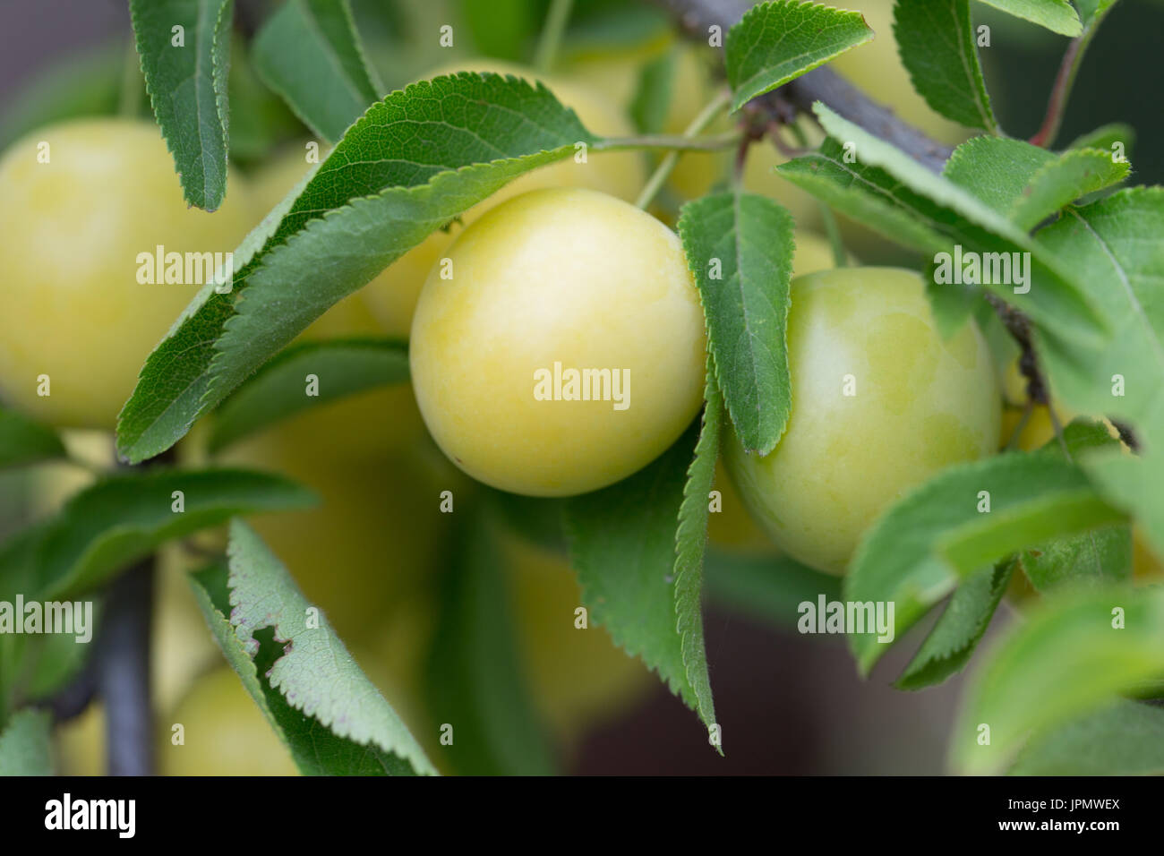 close up of yellow cherry plums on a tree. Stock Photo