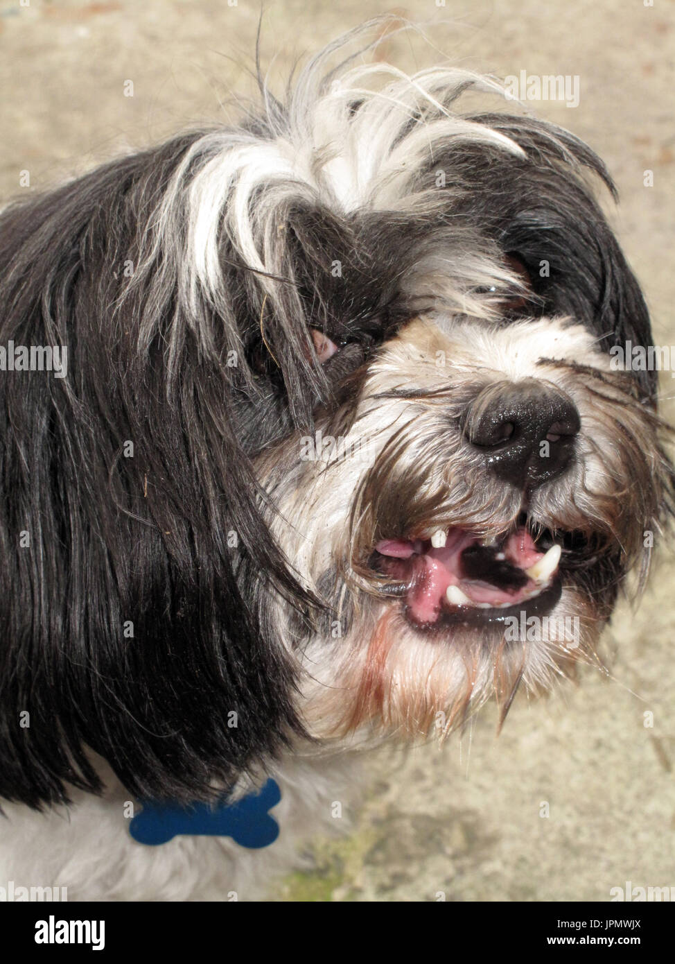 Canine Capers / World of Dog Stock Photo Alamy