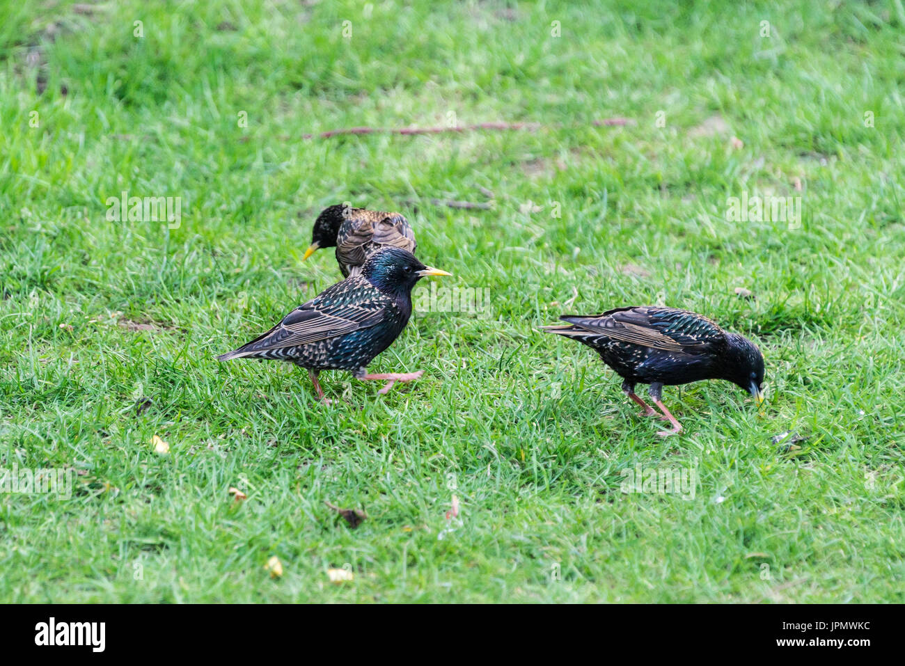 A group of starlings (Sturnus vulgaris Stock Photo Alamy