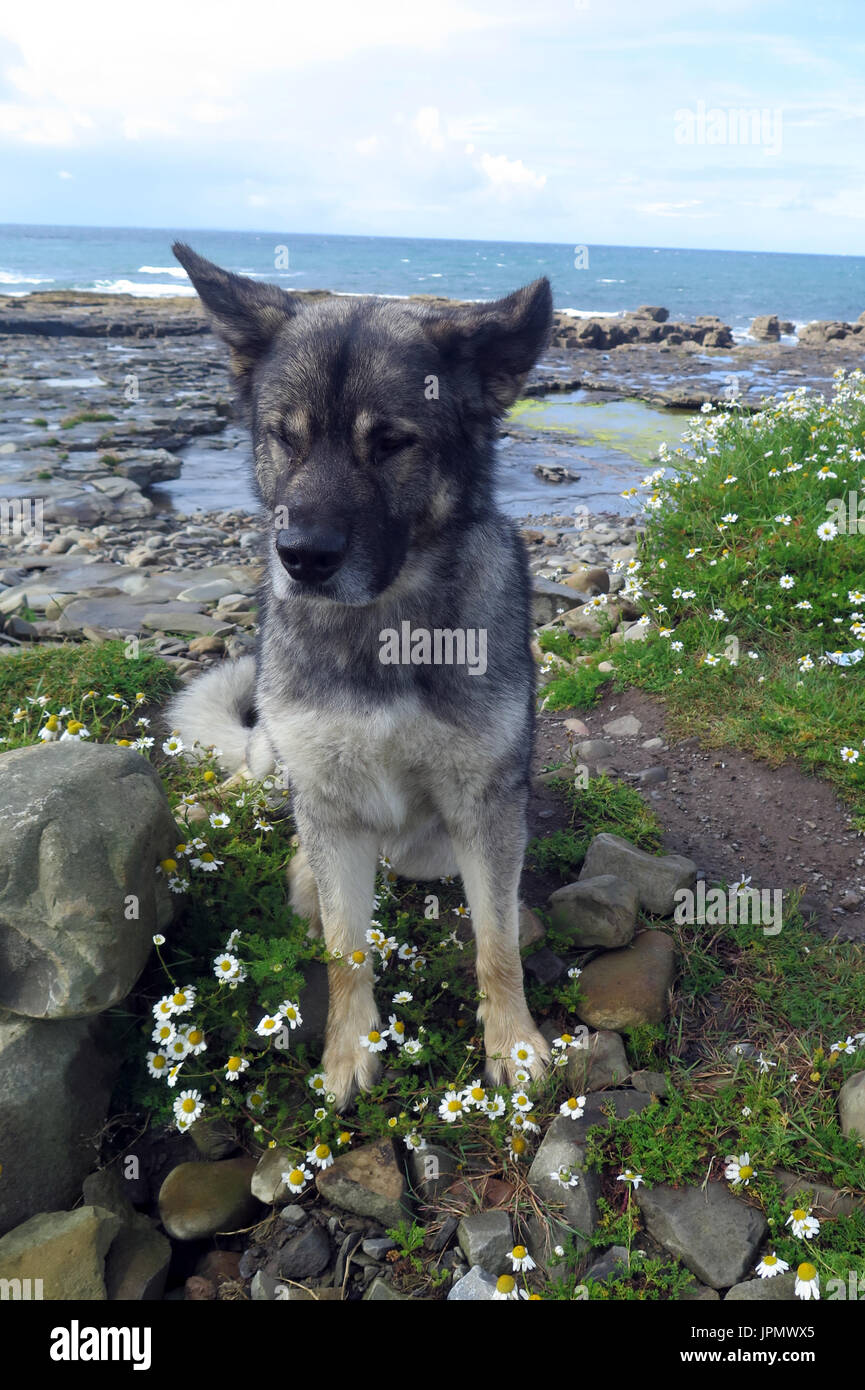 Canine Capers / World of Dog Stock Photo Alamy