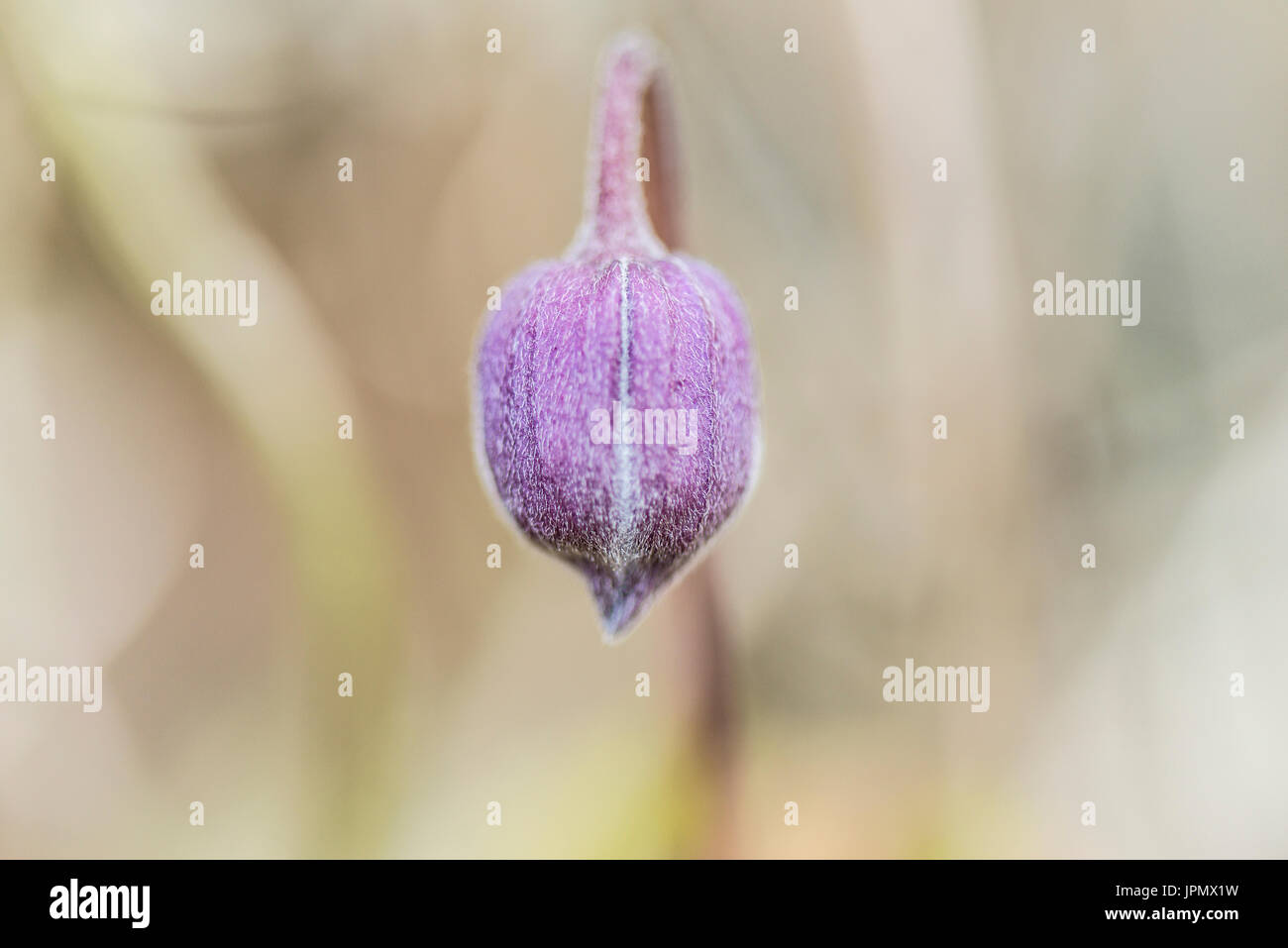 The bud of a clematis flower Stock Photo Alamy