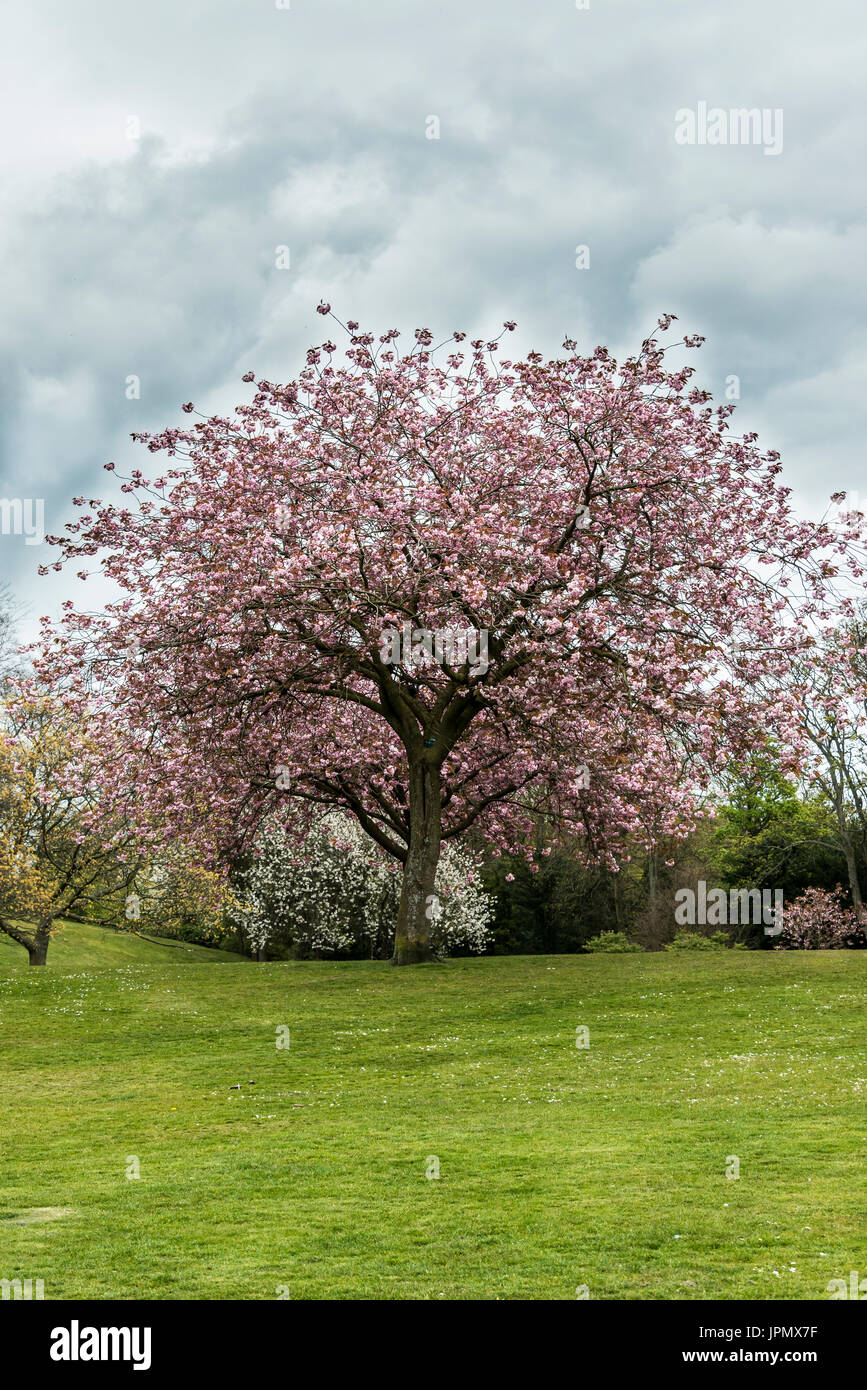 A cherry tree in bloom in spring in Pittencrieff Park Stock Photo