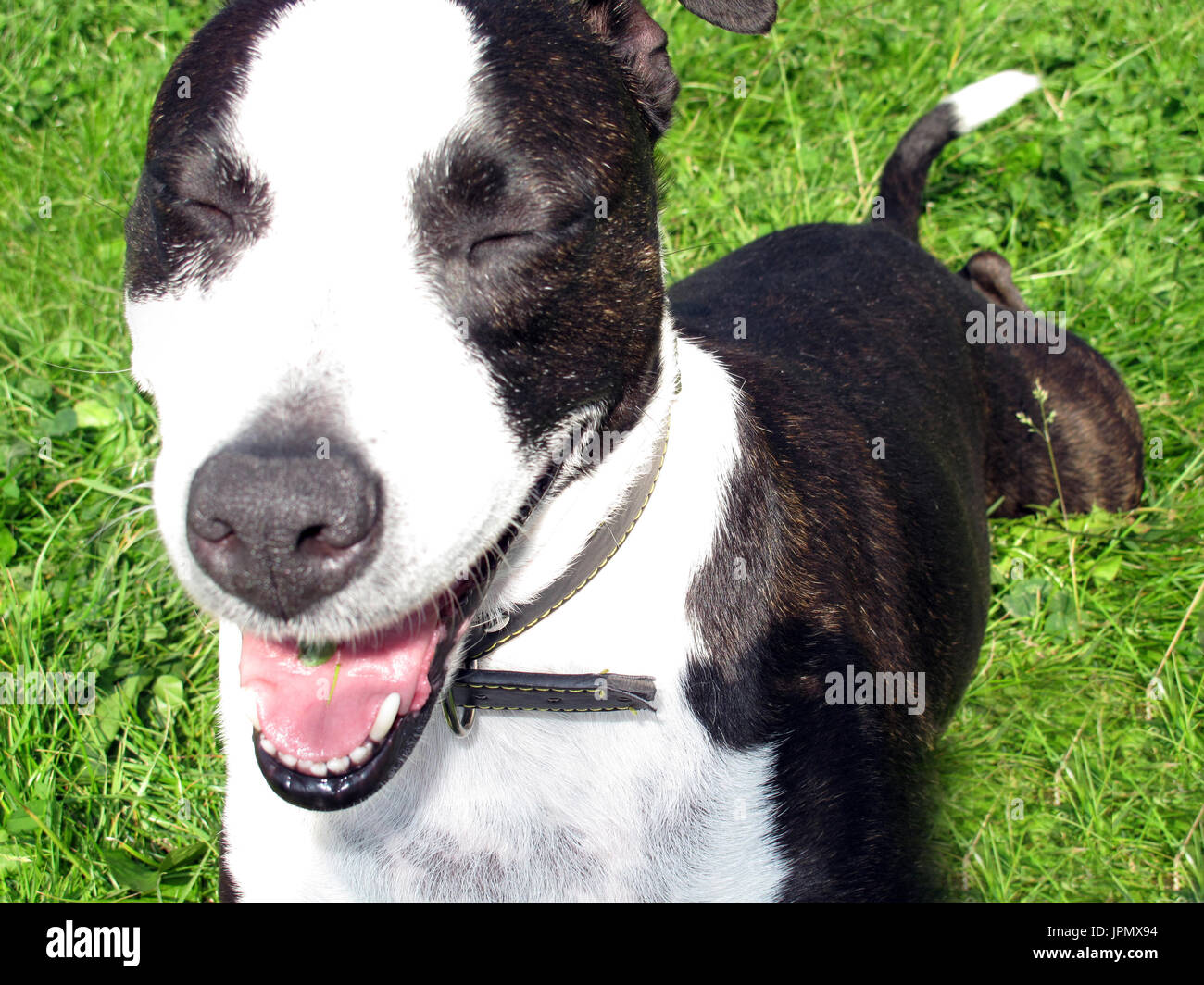 Canine Capers / World of Dog Stock Photo Alamy