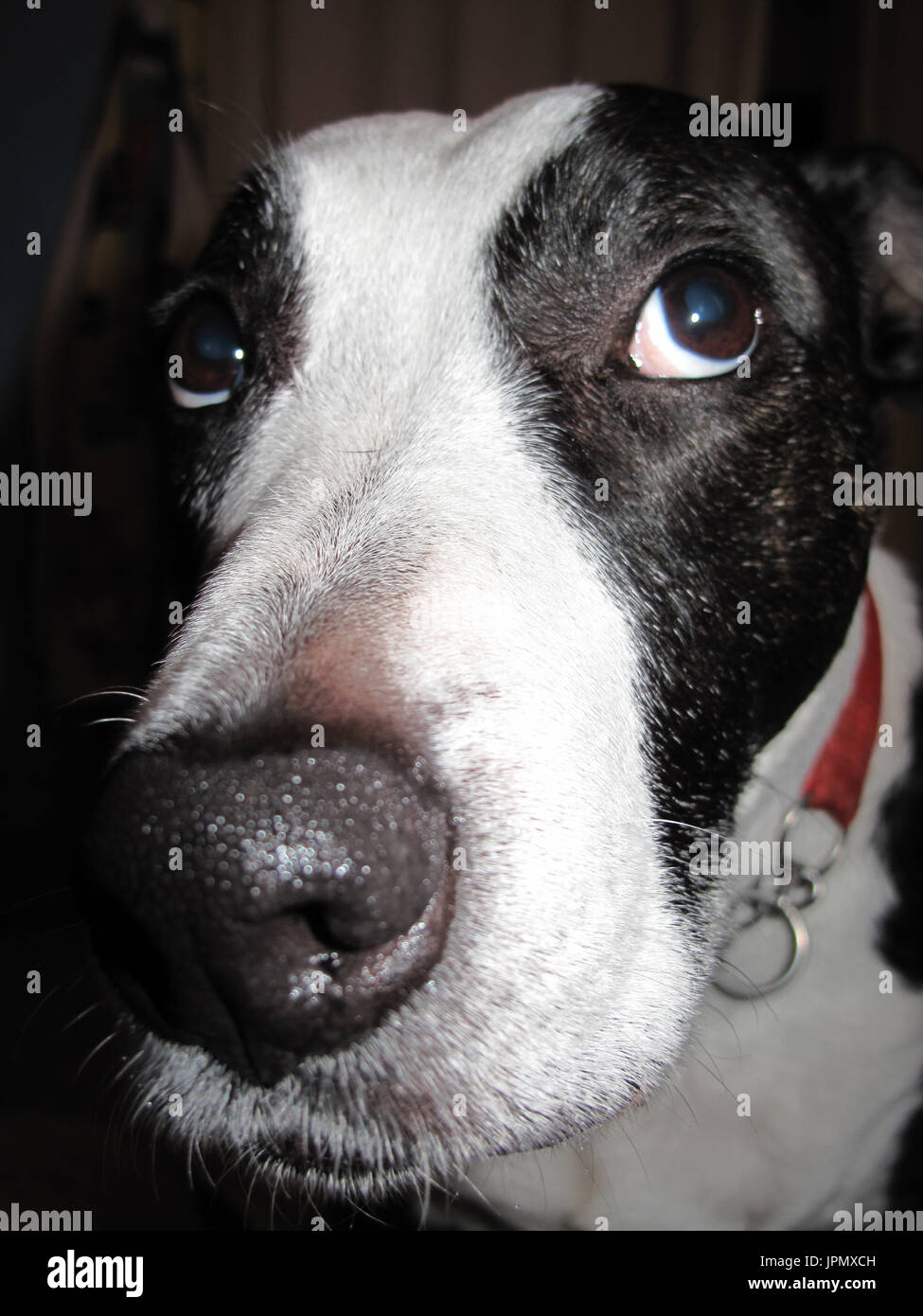 Canine Capers / World of Dog Stock Photo Alamy