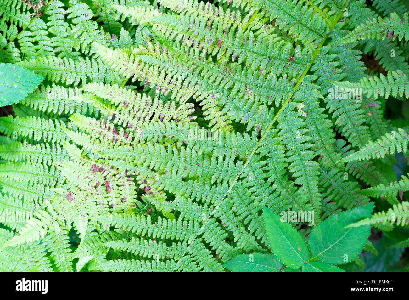 Green fern texture hi-res stock photography and images - Alamy