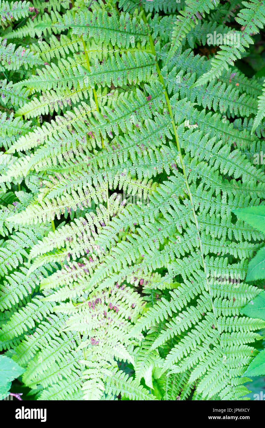Green fern texture hi-res stock photography and images - Alamy