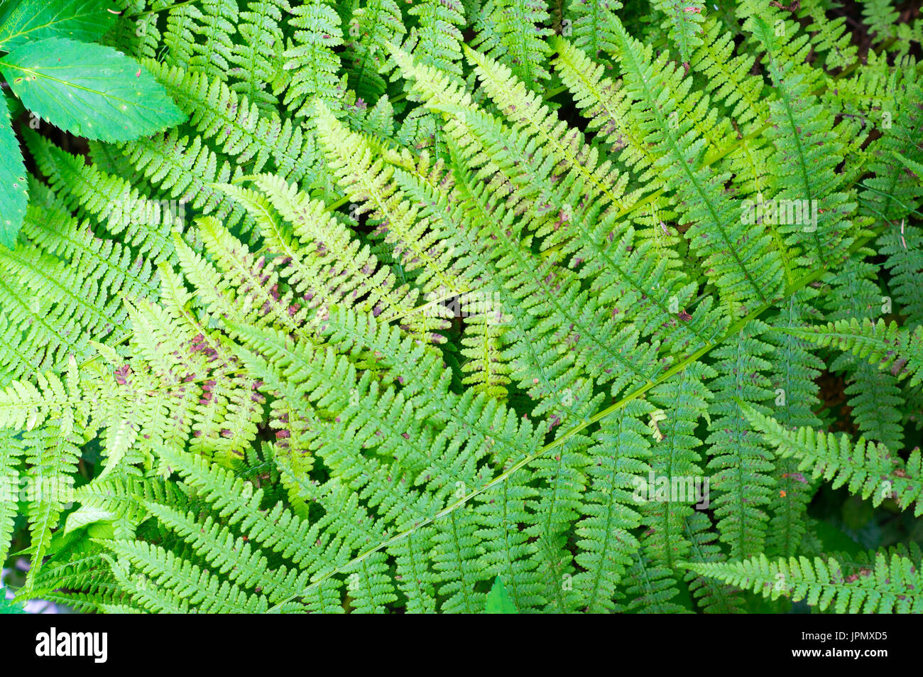 Fern Texture High Resolution Stock Photography and Images - Alamy