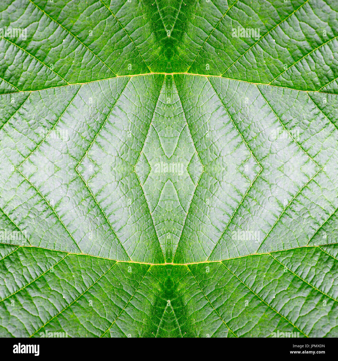 abstract seamless green leaf pattern. texture, background, nature. Stock Photo
