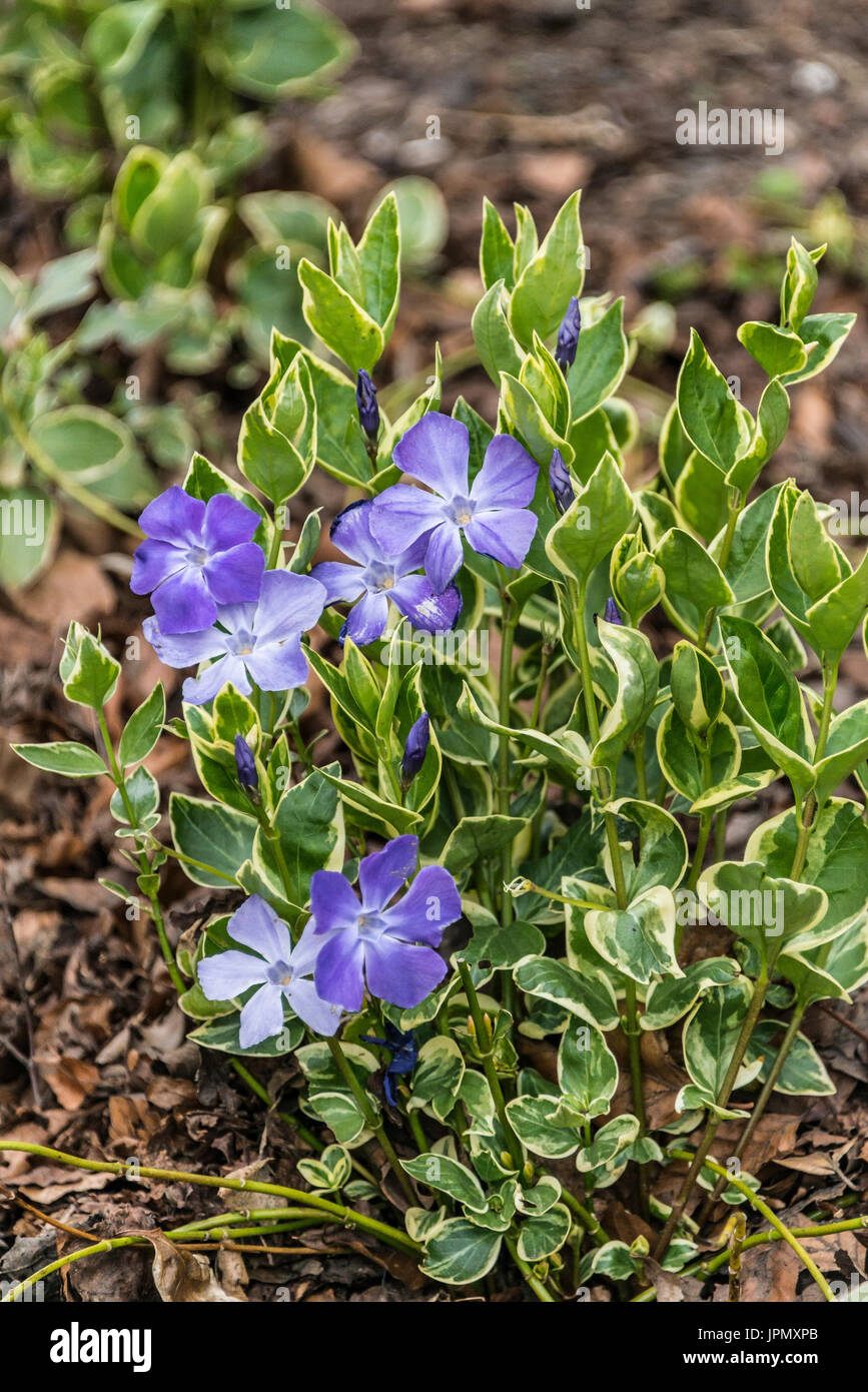 Lesser periwinkle 'Argenteovariegata' (Vinca minor 'Argenteovariegata